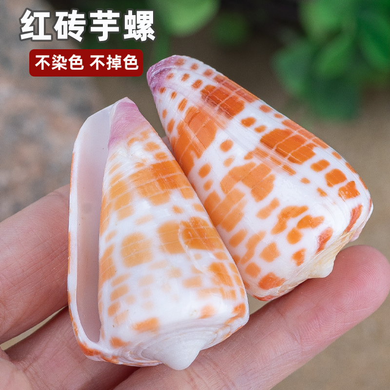 天然海螺贝壳红砖芋螺鱼缸装饰造景微景观拍摄道具小海螺收藏把玩