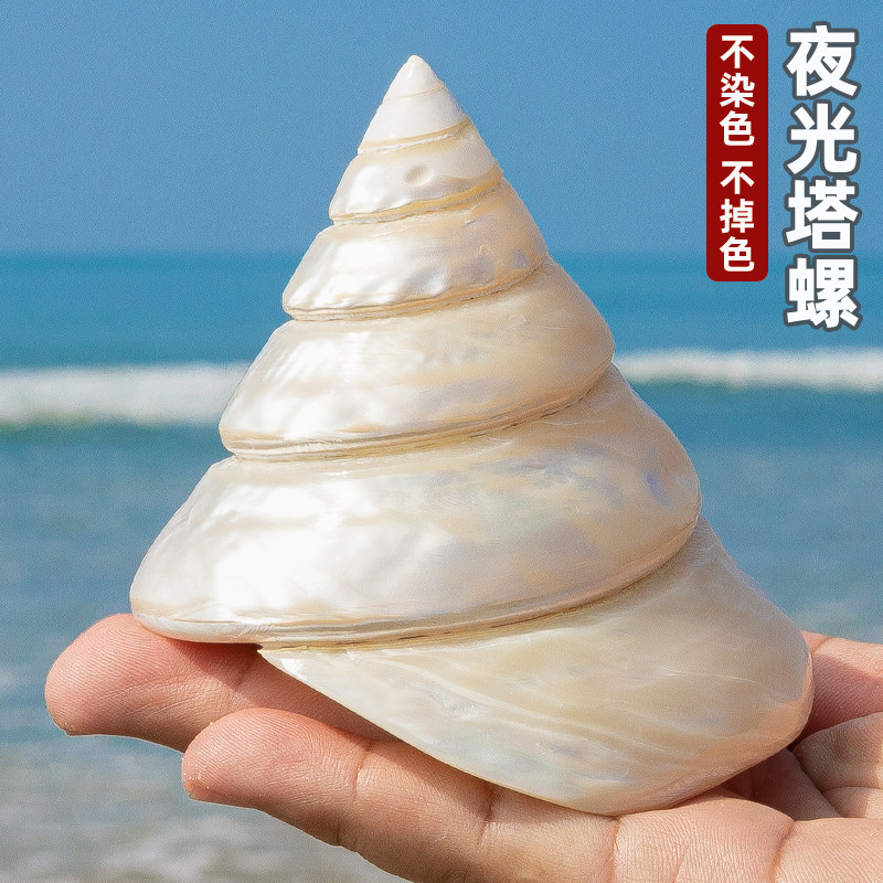 天然海螺贝壳珍珠夜光塔螺大海螺鱼缸水族装饰造景家居收藏摆件