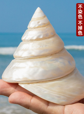 天然海螺贝壳珍珠夜光塔螺大海螺鱼缸水族装饰造景家居收藏摆件