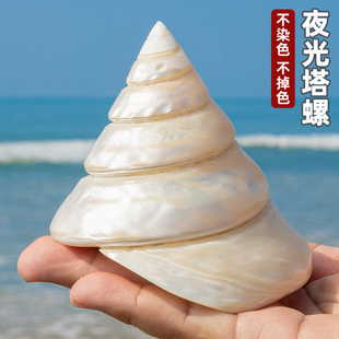 天然海螺贝壳珍珠夜光塔螺大海螺鱼缸水族装饰造景家居收藏摆件