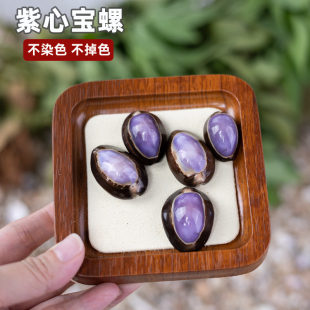 天然海螺贝壳紫心宝螺儿童科普家居diy相框装饰鱼缸摆件收藏礼物