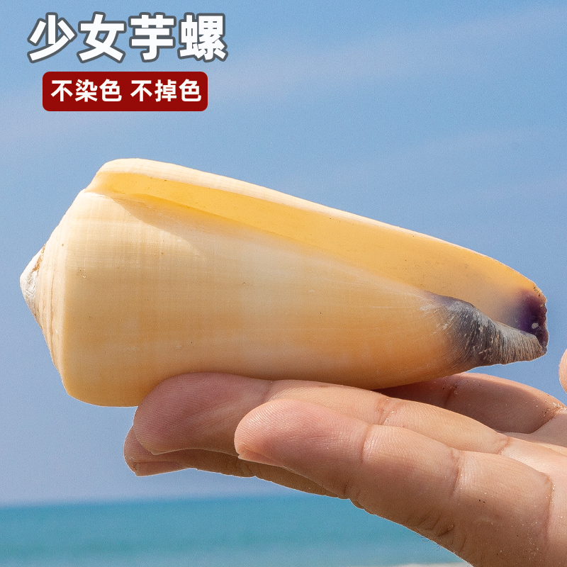 天然海螺贝壳紫口少女芋螺水族鱼缸装饰摆件造景家居摆件收藏儿童