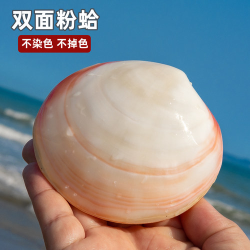 天然海螺贝壳双面粉蛤贝壳