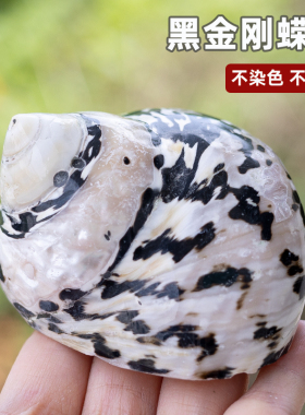 卷贝壳专用天然寄居蟹替换壳贝壳海螺壳黑金刚嵘螺水族鱼缸造景