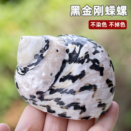 卷贝壳专用天然寄居蟹替换壳贝壳海螺壳黑金刚嵘螺水族鱼缸造景