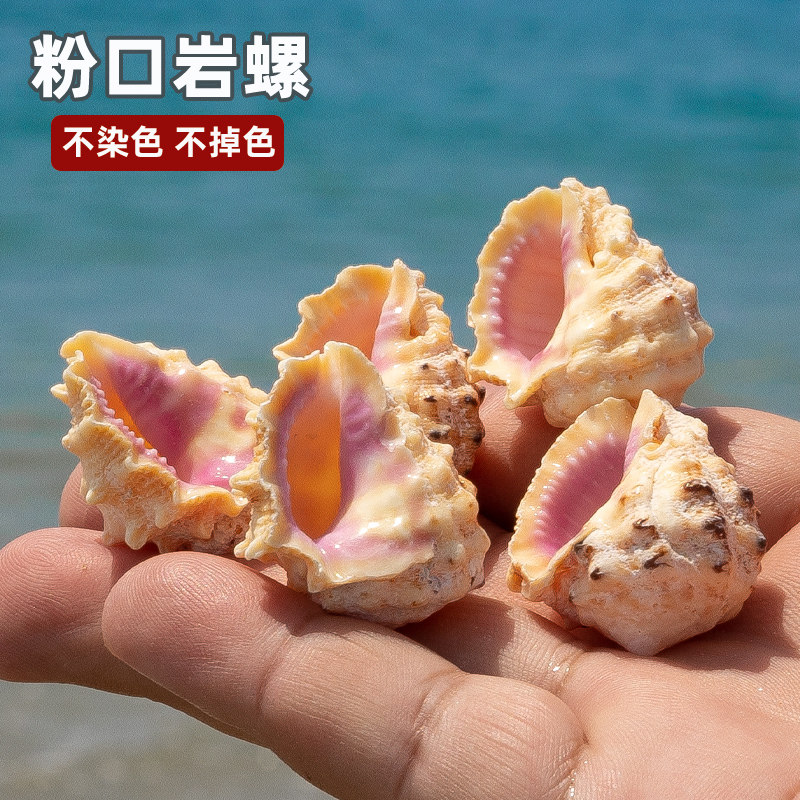 天然海螺贝壳粉口岩螺寄居蟹卷贝鱼替换壳稀有标本鱼缸水族装饰图片