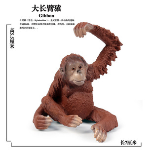 儿童实心仿真野生动物玩具猴子红毛大小猩猩猿猴模型摆件手办套装