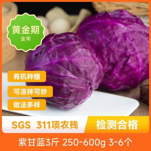 有机紫甘蓝圆润饱满叶片紧实口感脆嫩清新微甜新鲜现摘现发包邮
