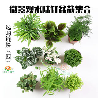 景观水陆缸盆栽造景蕨DIY植物苔藓青苔狼尾蕨网红盆景紫檀榔榆