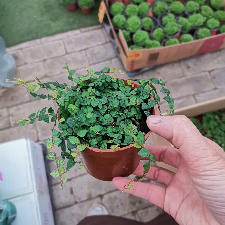 小叶霹雳米叶攀爬植物盆景造景水陆缸雨林缸造景喜水耐水水养室内-封面