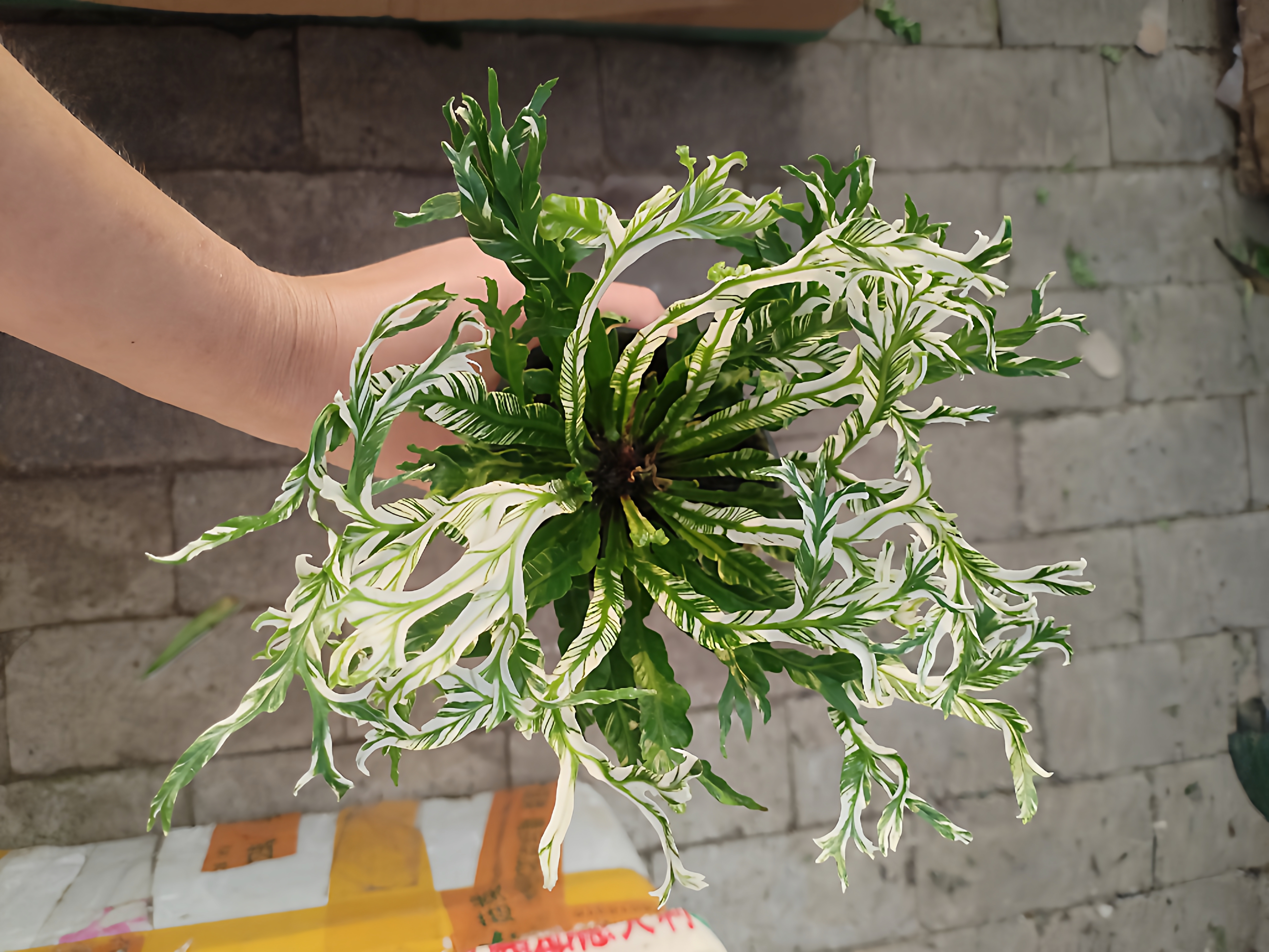 白月光蕨白锦鸟巢蕨花叶鸟巢蕨盆栽蕨类植物盆栽水陆缸景观造景