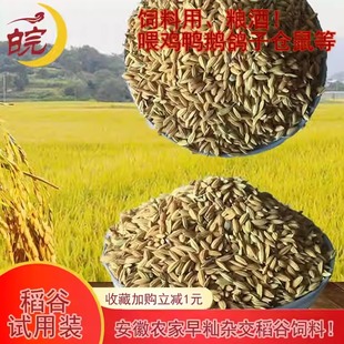 安徽芜湖农家早籼稻子稻谷喂鸡鸭饲料带壳水稻农家自种鸽子喂鸟食