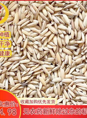 安徽芜湖新粮食早稻谷子早籼稻子带壳水稻喂鸡鸭仓鼠饲料20斤10kg