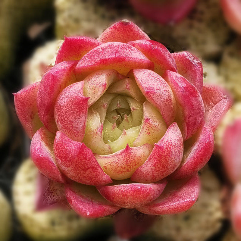 直播综合链接 优选精品多肉 直播一物一拍 女王麦秆泡泡糖绿龙