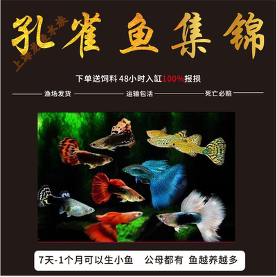 孔雀鱼观赏鱼活体热带小型淡水