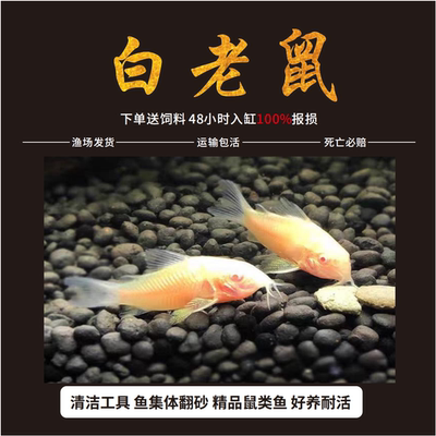 白鼠鱼白老鼠鱼热带观赏工具鱼高鳍老鼠吃残渣粪便清洁除藻活体鱼
