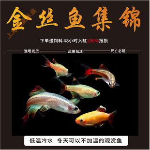 白云金丝鱼活体小型原生鱼冷水鱼瑰丽金丝鱼红尾灯科鱼黄化金丝鱼