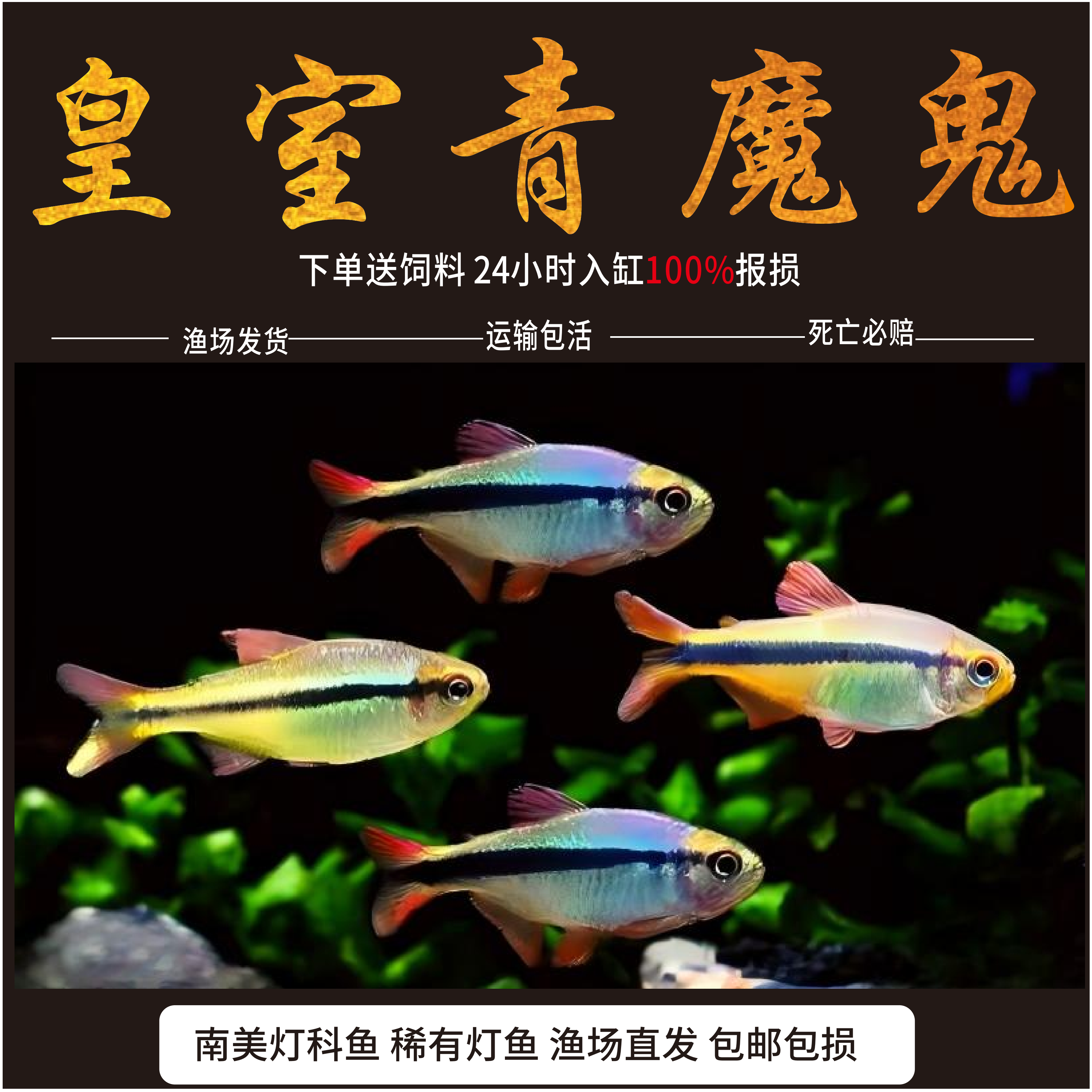 皇室青魔鬼灯热带观赏鱼七彩稻田鱼小型观赏鱼精品鱼灯科帝王灯