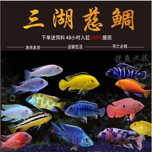 三湖慈鲷鱼热带观赏鱼中小型淡水好养耐活岩栖马鲷坦鲷杂鲷鱼活体