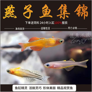 霓虹燕子珍珠燕子橘红燕子观赏鱼群游鱼活体鱼灯科鱼热带鱼小型鱼