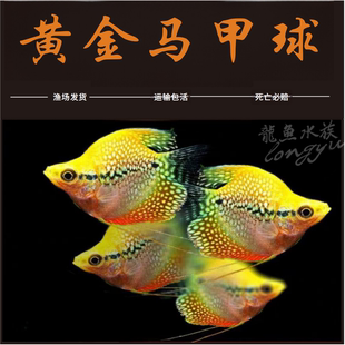 黄金马甲球鱼蓝曼龙球五彩珍珠马甲球鱼草缸小型热带观赏鱼丝足鱼