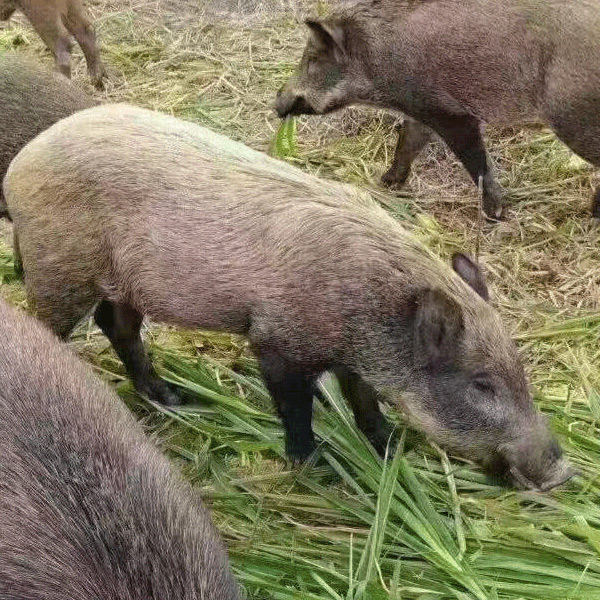 食尚农夫冷冻前夹排骨后腿山猪