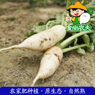 包邮 广东满88元 有机肥生态种植新鲜蔬菜配送 农家白萝卜
