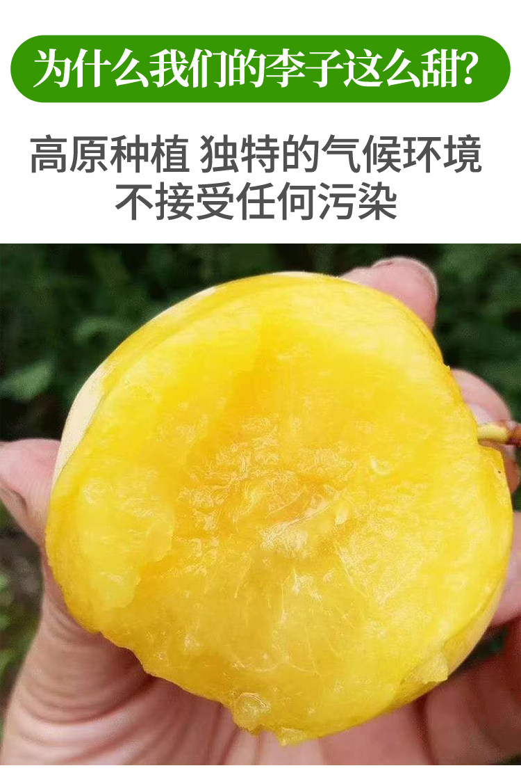 小果农正宗蜂糖李子新鲜水果5斤包邮孕妇青脆冰糖李大果现摘纯甜