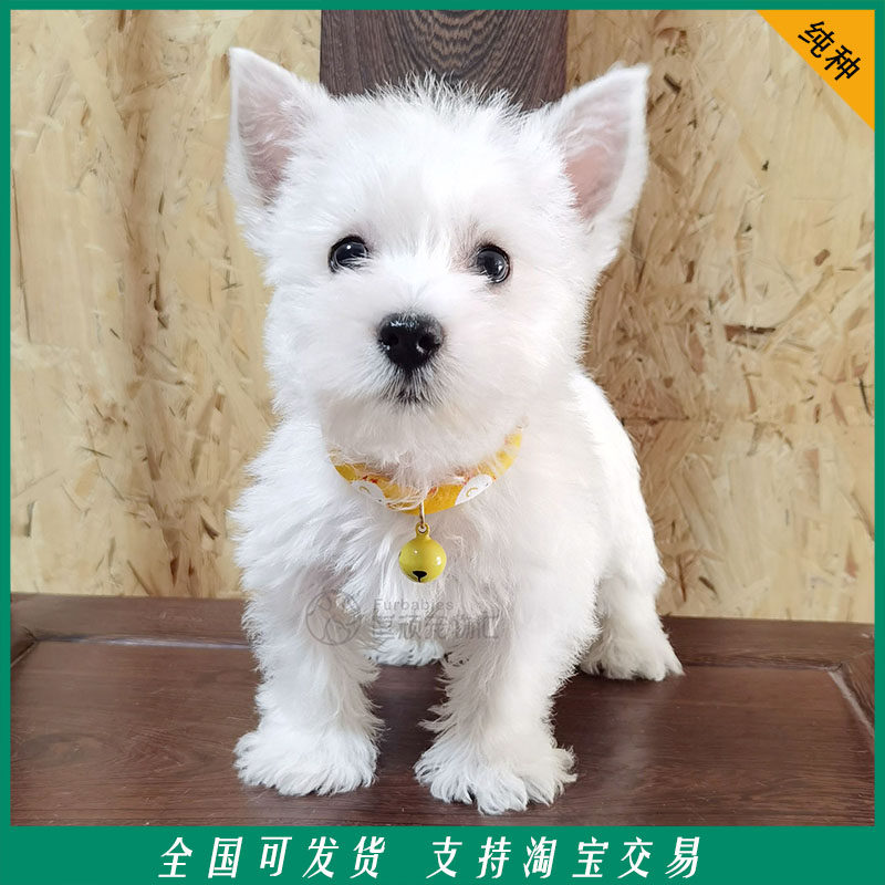 出售纯种纯白色小型犬西高地白梗宠物活体狗幼犬真狗支持淘宝交易