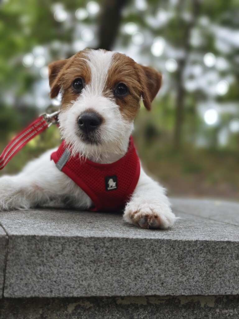 三个月可爱双血统刚毛杰克罗素梗妹妹出售支持淘宝交易实物实拍