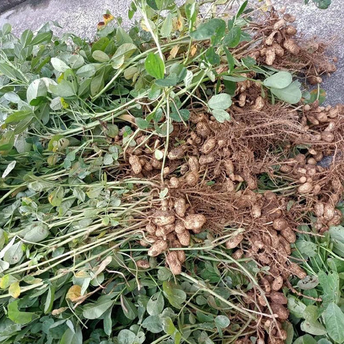 沂蒙山特产