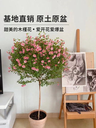 小木槿棒棒糖盆栽重瓣花卉四季开花植物室内花苗四季种好养活阳台