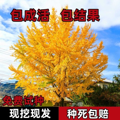 银杏树活苗盆栽地栽别墅庭院
