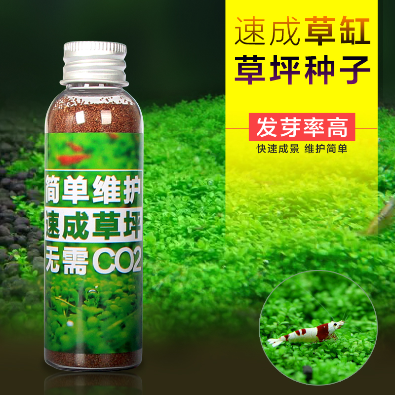 草缸水草种子活体水草造景懒人鱼缸水草种籽前景矮珍珠牛毛草种子