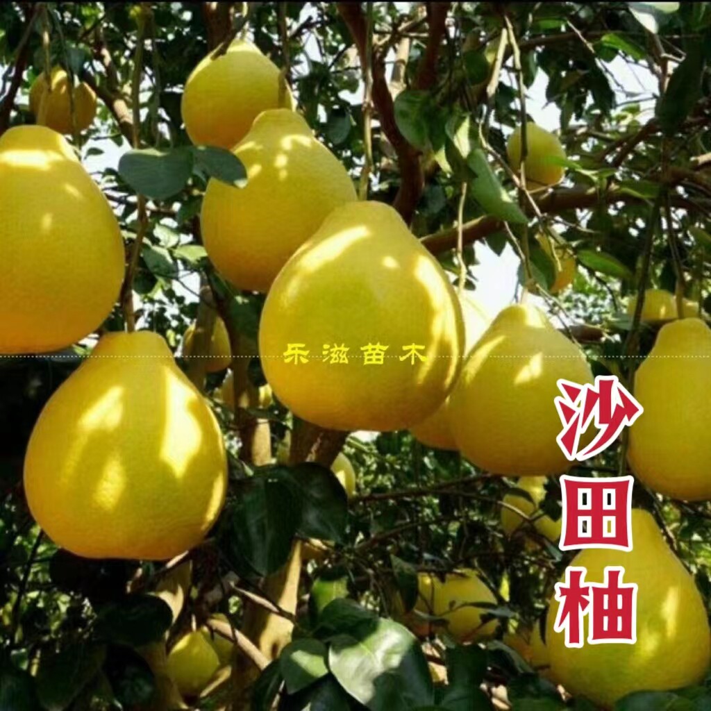 沙田柚纯甜柚子湖南果苗