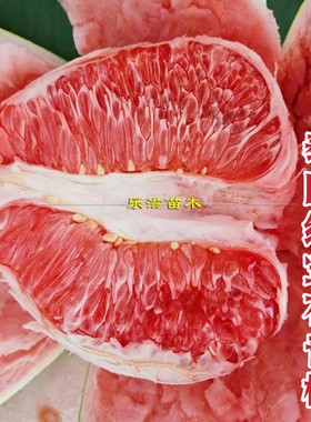 泰国红宝石青柚苗新品种水果红肉大柚子香甜少籽汁水充足湖南果苗