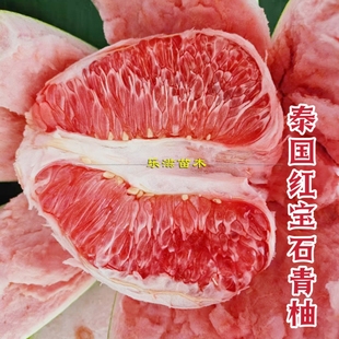 泰国红宝石青柚苗新品种水果红肉大柚子香甜少籽汁水充足湖南果苗