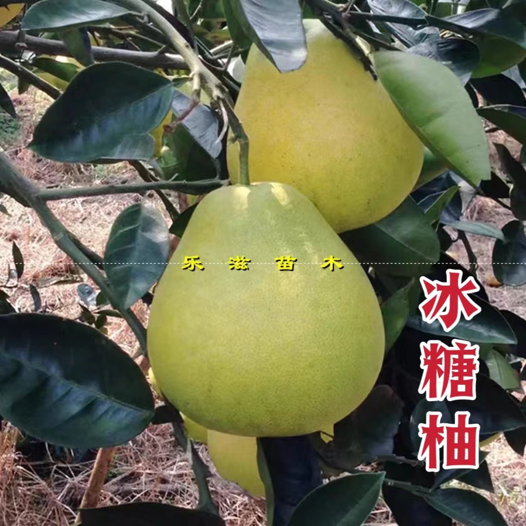 冰糖柚苗雪峰柚水晶柚白肉柚子