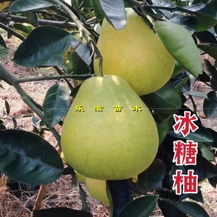 安江冰糖柚苗雪峰柚水晶柚金兰柚白肉柚子脆嫩多汁湖南果苗直销