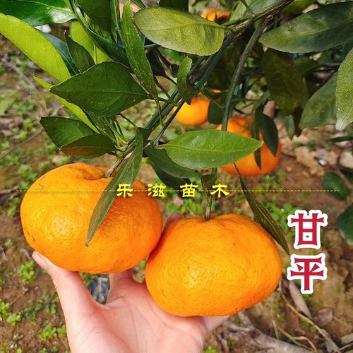 甘平苗爱媛34号橘树苗无籽薄皮