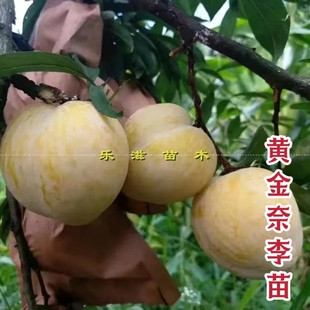 黄金奈李苗炎陵青奈李子果苗套袋金黄肉高产果大脆甜湖南基地直销