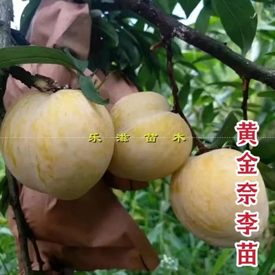 黄金炎陵青奈李子果苗高产