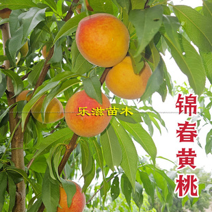 锦春黄桃苗早熟黄桃6月熟高端水果高糖丰产桃子湖南果苗基地直销