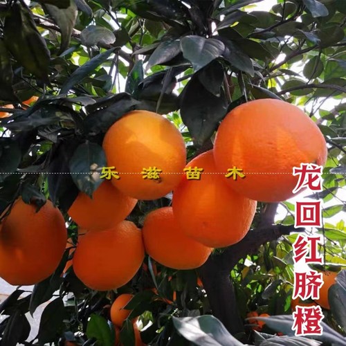 龙回红脐橙抗寒新品高产湖南果苗