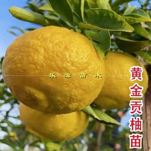 黄金贡柚苗湖南果苗脆甜清香