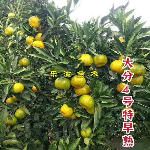 大分4号特早熟蜜桔苗9月熟