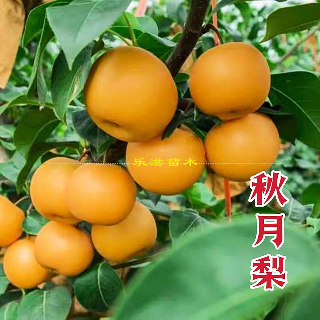 秋月梨苗果树苗高糖晚熟梨子苗冰糖蜜梨南北方种植湖南果苗直销
