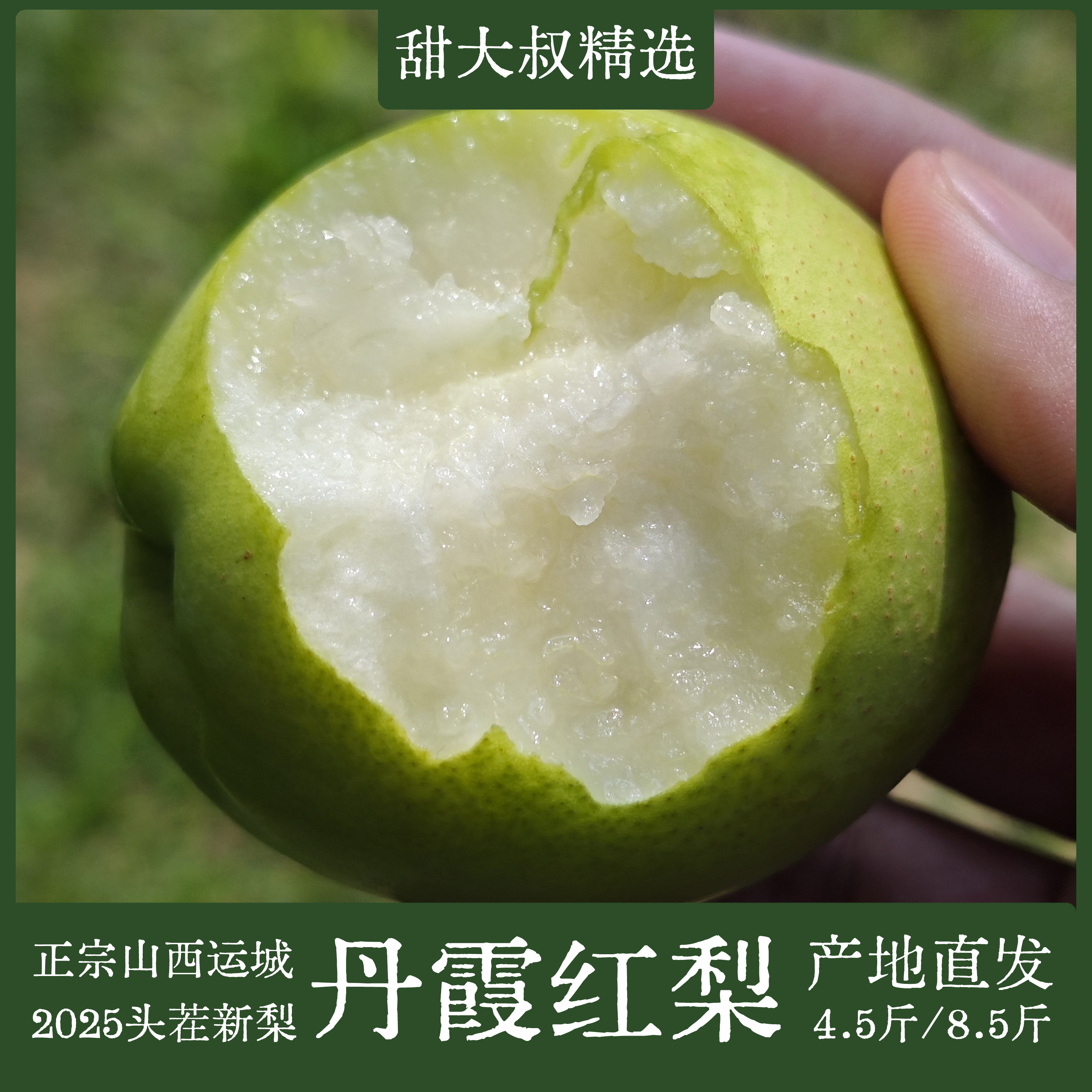 当季鲜果山西运城丹霞红梨黄金梨雪梨蜜梨4.5斤新鲜水果包邮
