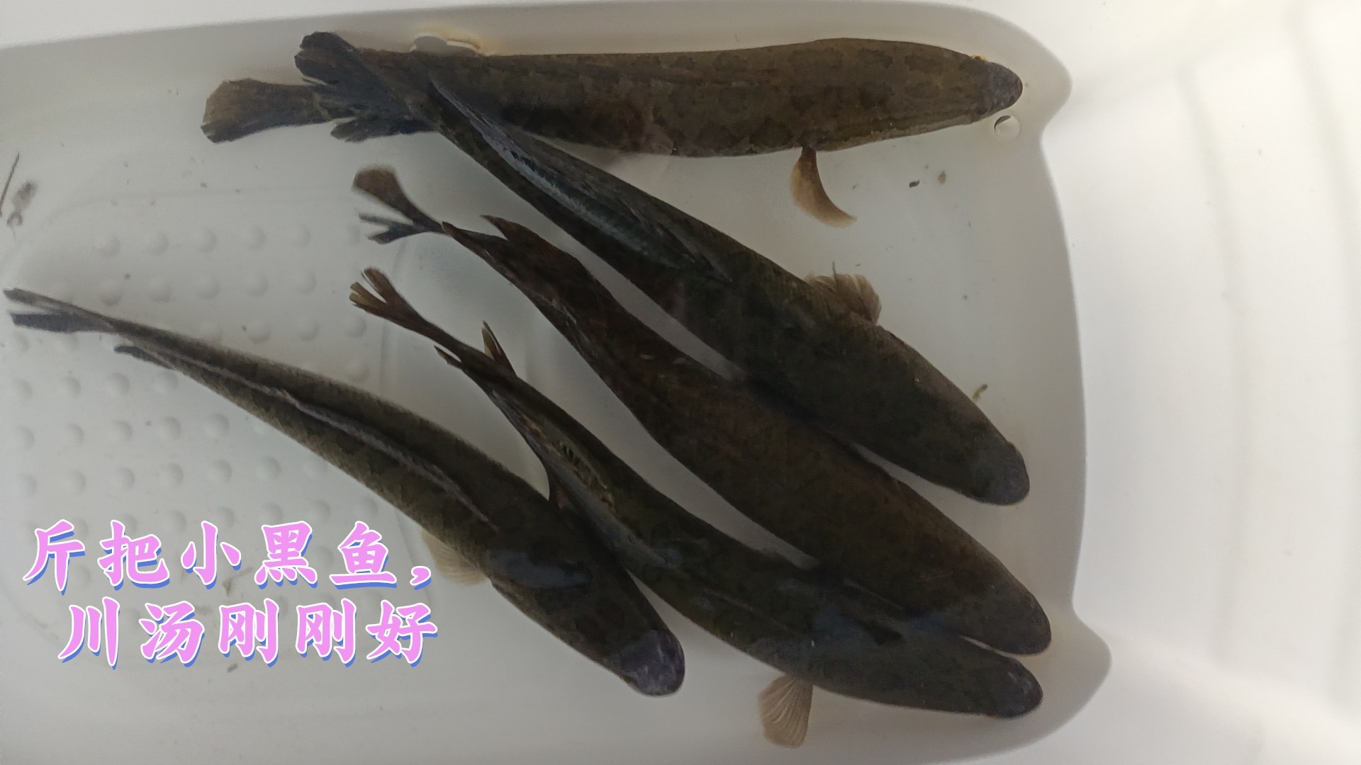 野生黑鱼精品乌鱼25元/斤可要鱼