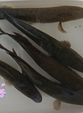 野生黑鱼精品乌鱼25元/斤可要活的可帮杀做酸菜鱼味道